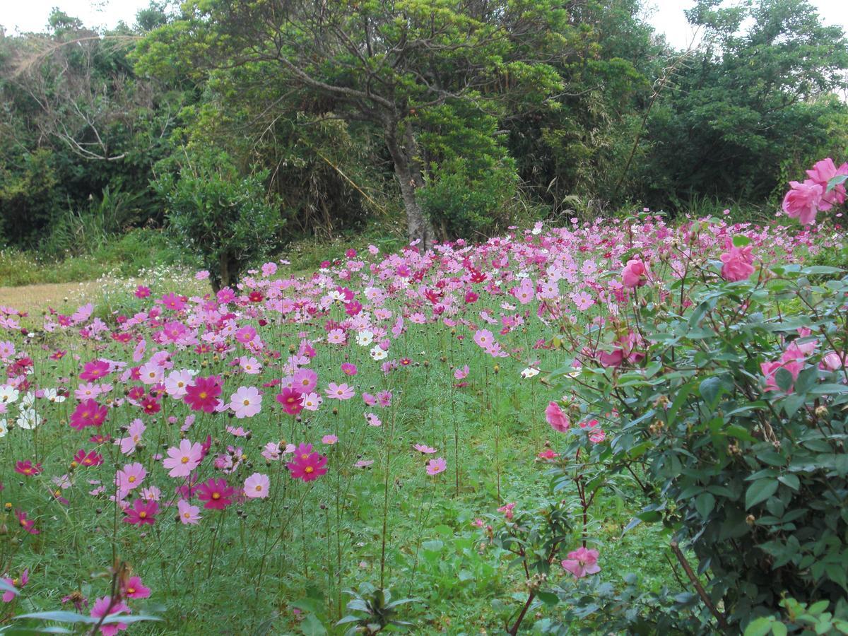 Вілла Matayoshi Coffee Farm Higashi Екстер'єр фото