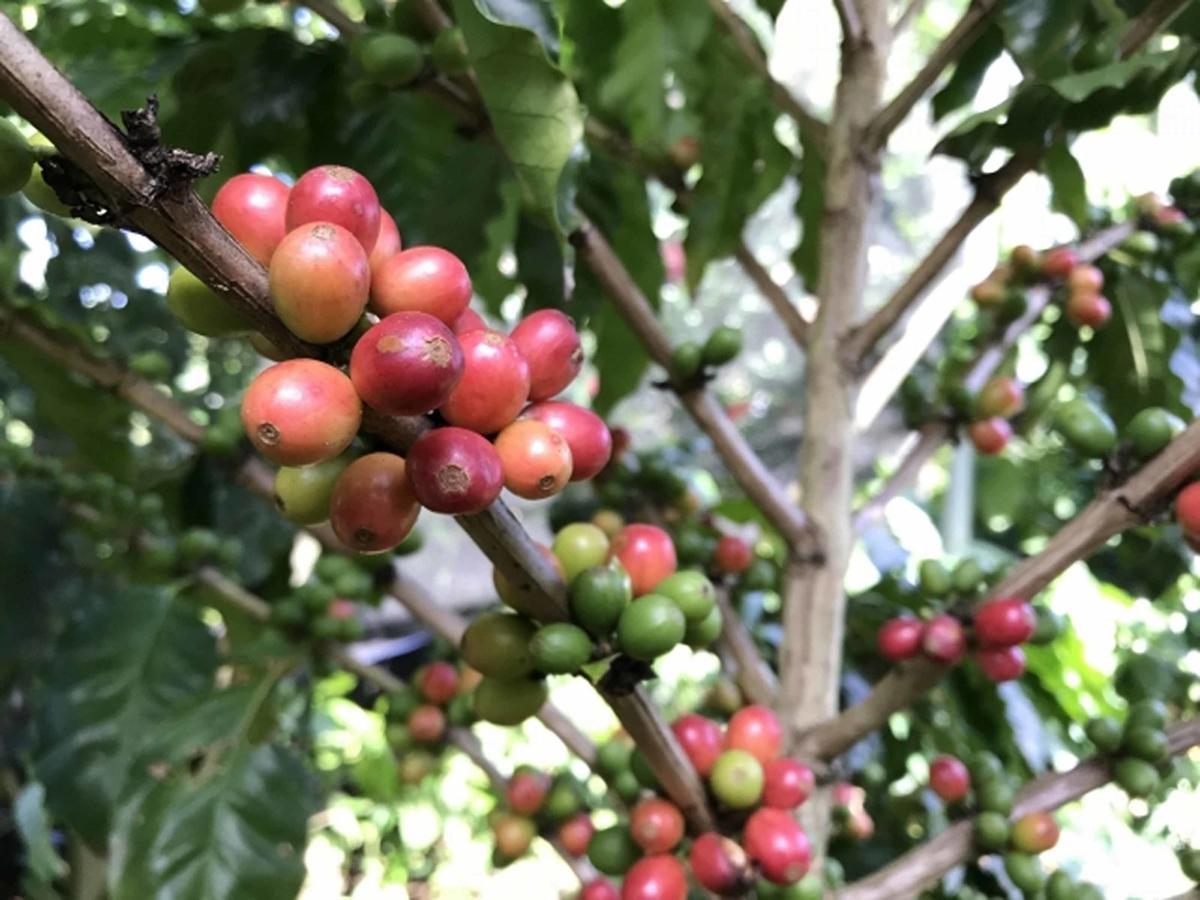 Вілла Matayoshi Coffee Farm Higashi Екстер'єр фото