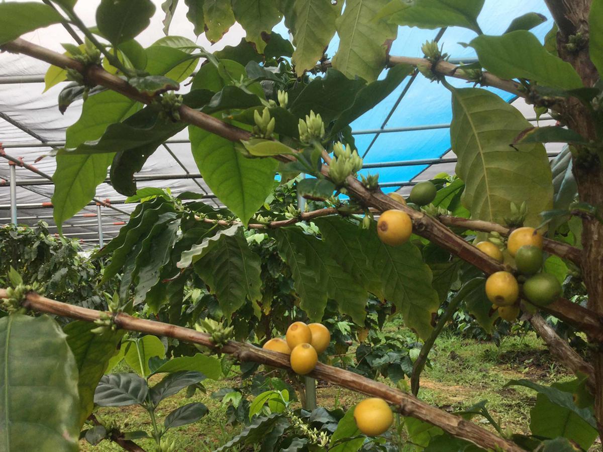 Вілла Matayoshi Coffee Farm Higashi Екстер'єр фото